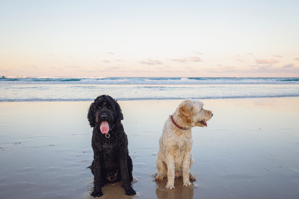 Dogs on a beach