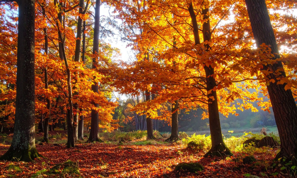 Autumn trees in the cotswolds